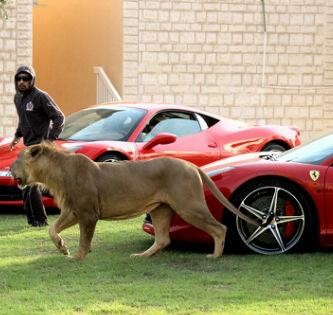 Đậy là những hình ảnh khiến người xem sửng sốt với thú chơi độc và nguy hiểm của một đại gia ở Dubai.